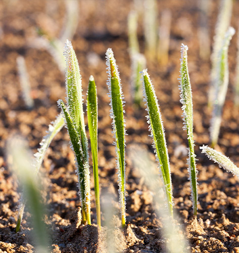Charlotte Helicopter Frost and Ice